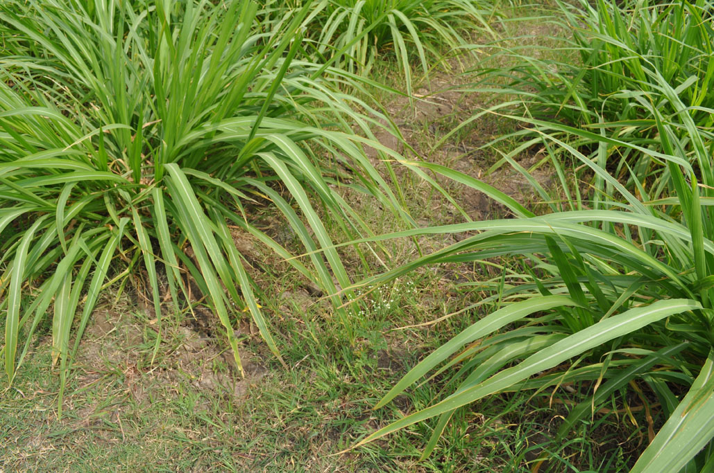 Parthenium hysterophorus